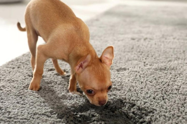 How To Get Dog Vomit Out Of Carpet? The Quick & Easy Guide